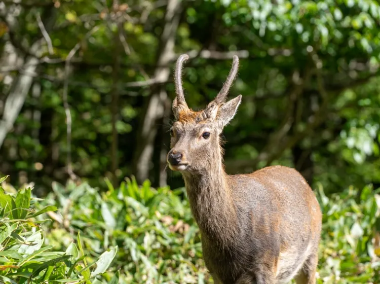 2頭の馬と草原