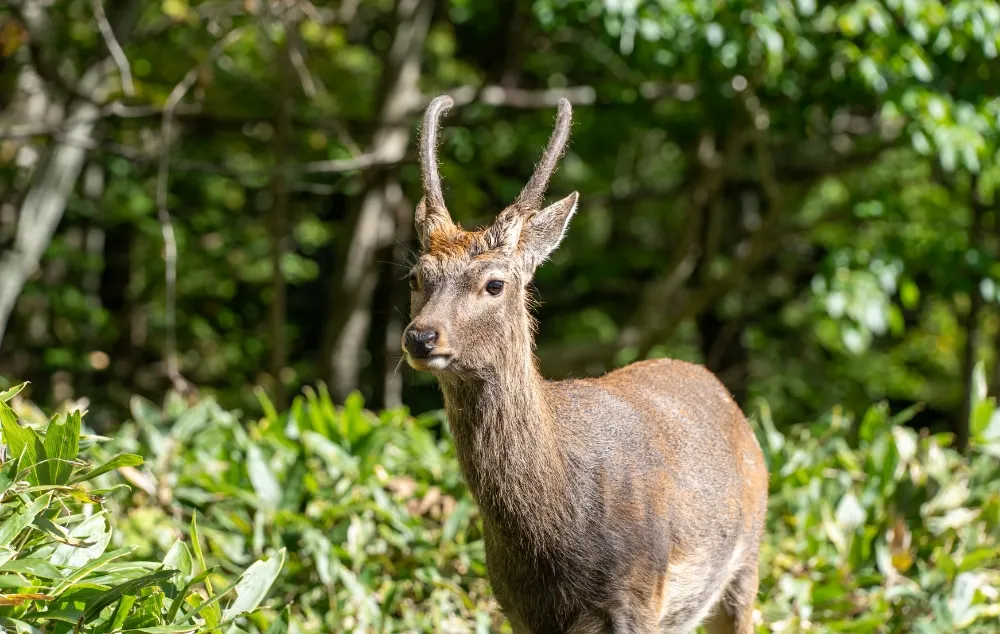 地域ソリューション事業